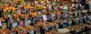 Los mejores bulbos para plantar en primavera y tener preciosas flores este verano	 