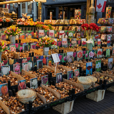 Los mejores bulbos para plantar en primavera y tener preciosas flores este verano	 