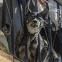 Una diputada de CDMX busca acabar con la violencia en casa y propone que quien maltrate a un animal pueda perder a sus hijos