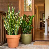 Quer atrair proteção e prosperidade? Veja as 3 plantas ideais para colocar na entrada de casa segundo o Feng Shui 