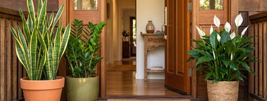 Quer atrair proteção e prosperidade? Veja as 3 plantas ideais para colocar na entrada de casa segundo o Feng Shui 