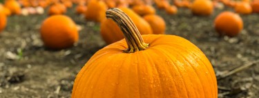 Microsoft invierte 76 millones de dólares en una granja de calabazas de Wisconsin. Sorprendentemente, este movimiento es la clave para prosperar