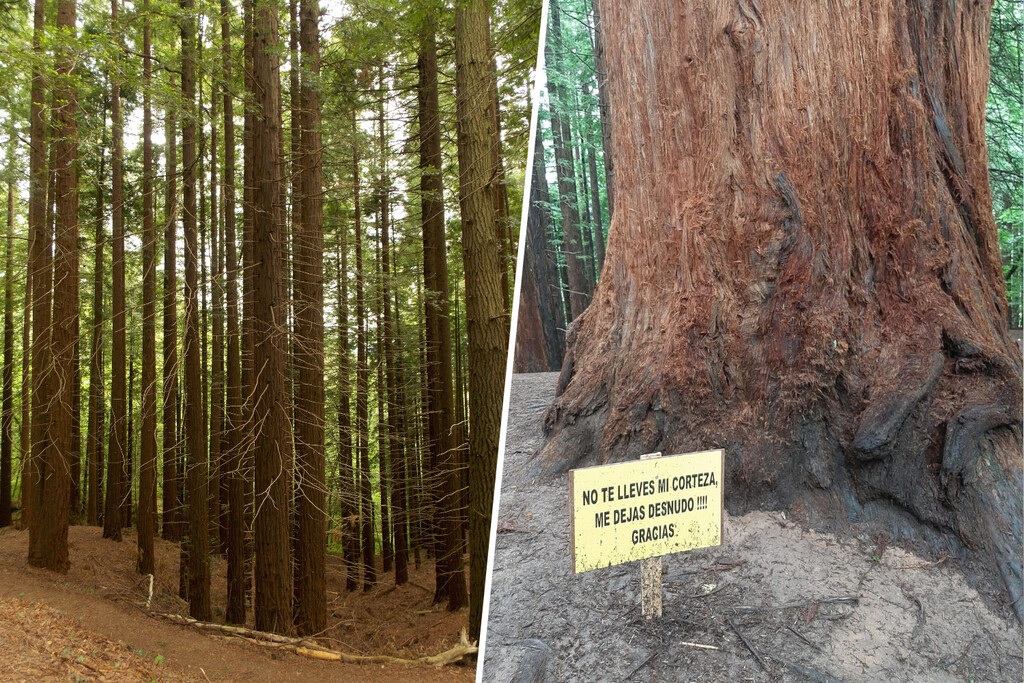 En Cantabria quieren limitar las visitas a un bosque de secuoyas único. El motivo: el turismo masivo le está costando la piel