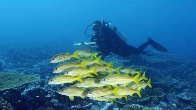 En menos de 50 años nos quedaremos sin pescado