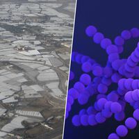Bajo el "mar de plástico" de Almería se esconde una gran amenaza silenciosa: bacterias resistentes a los antibióticos