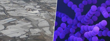 Bajo el "mar de plástico" de Almería se esconde una gran amenaza silenciosa: bacterias resistentes a los antibióticos