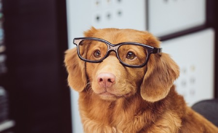 Adiós a la tabla del siete para calcular la edad de los perros: sus cinco años son nuestros 56