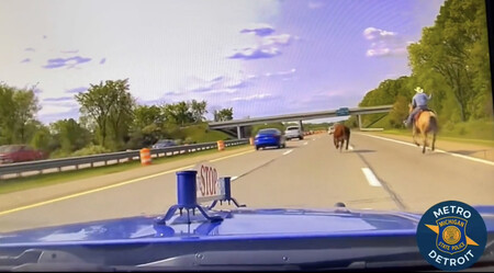 Policia De Michigan Persigue A Un Toro Sobre La Autopista