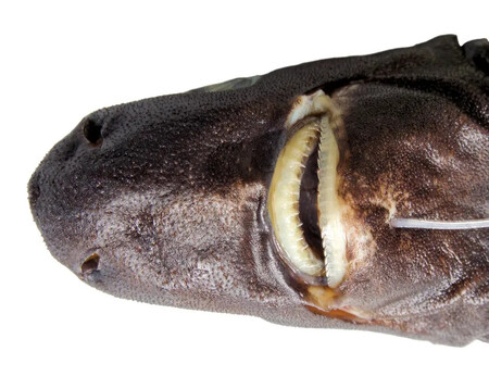Mouth M