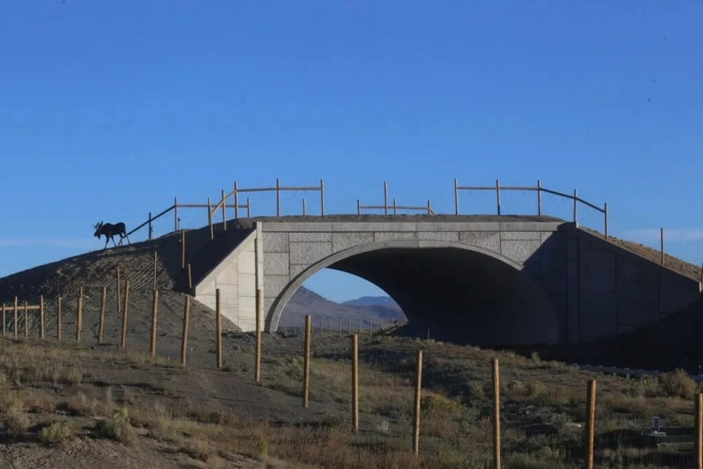 El puente para animales más grande de Norteamérica es un éxito: 91% menos animales atropellados