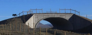 El puente para animales más grande de Norteamérica es un éxito: 91% menos animales atropellados 