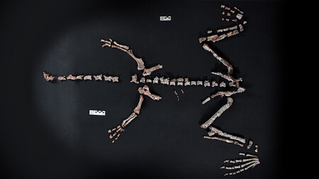450_1000 230 millones de años capturados en un fósil prehistórico: la ciencia argentina tiene en sus manos un dinosaurio de cuello largo casi completo