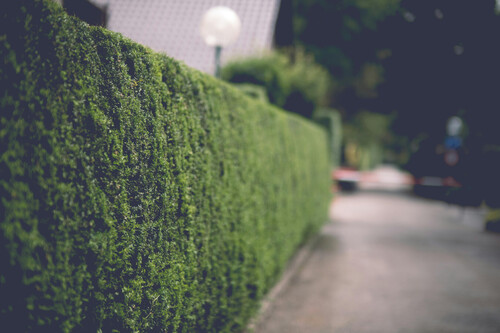 Pexels Haberdoedas 32460001