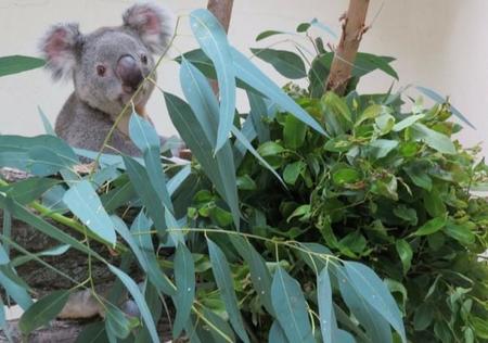 Un nuevo macho de koala llamado Kuna llega al Zoo Aquarium de Madrid