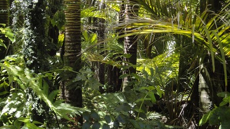 Aquí están más de la mitad de todas las especies vivas de la Tierra
