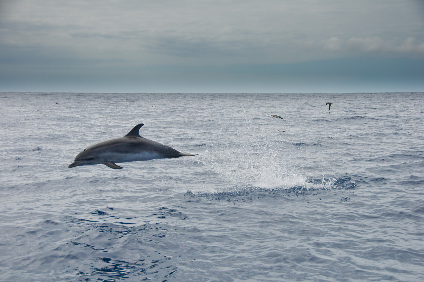 Cinco destinos inspiradores para ver de cerca delfines y ballenas en España