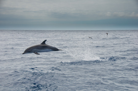 Cinco destinos inspiradores para ver de cerca delfines y ballenas en España