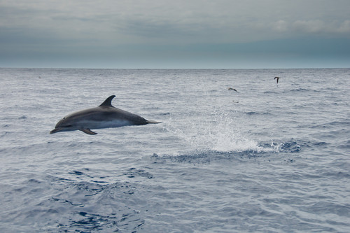 Cinco destinos inspiradores para ver de cerca delfines y ballenas en España