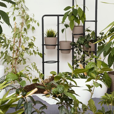 Aldi lanza hoy una selección de plantas baratas para convertir tu casa y tu terraza en un vergel: desde monsteras a fresones 