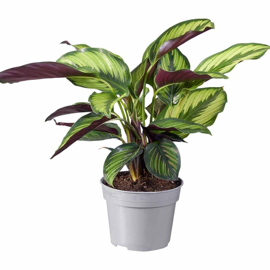Calathea & Ctenanthe