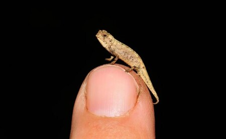 Esta nueva especie de camaleón podría ser el reptil más pequeño del mundo