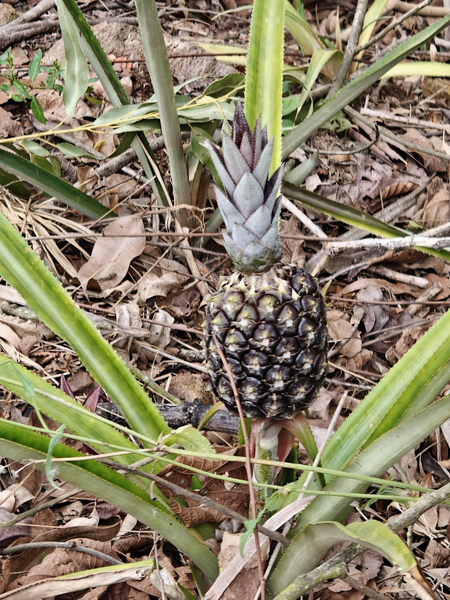 Crédito de imagem: Xataka Brasil