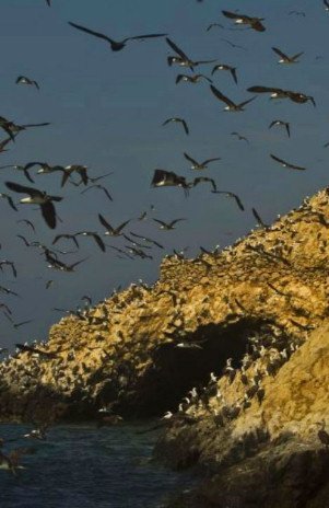 El día en que la escasez de caca de pájaro casi acaba con la humanidad