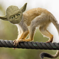 La opción B de George Lucas para crear a Yoda no eran efectos especiales, sino un mono con máscara. ¡Y hay una foto que lo confirma! 