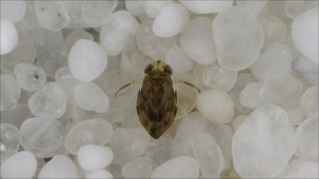 El animal más ruidoso del mundo lo es gracias a su pene