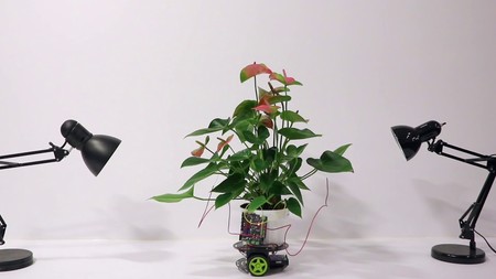¿Eres malo cuidando las plantas de casa? Este invento permite que se muevan solas buscando los recursos necesarios