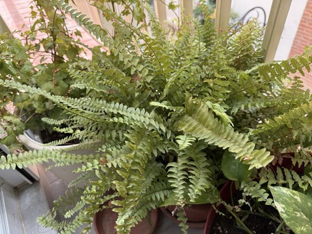 Plantas