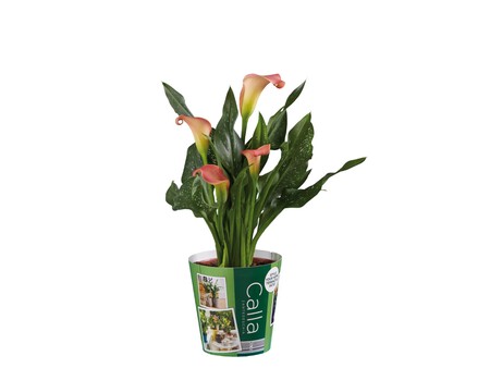 Calas Lidl