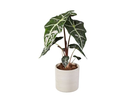 Ficus Philodendro Y Alocasia Lidl