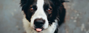 La historia de la border collie que ayudó a descubrir que los perros pueden distinguir dos idiomas 