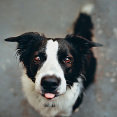 La historia de la border collie que ayudó a descubrir que los perros pueden distinguir dos idiomas