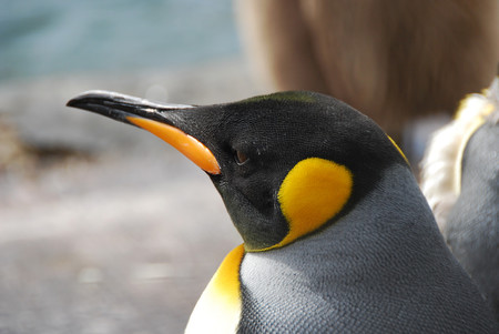 Lanzado el Kernel Linux 4.8, mejorando el soporte para móviles y la Surface 3 de Microsoft
