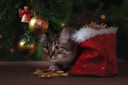 Gato árboles Navidad