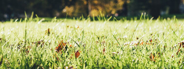 Crecen en nuestros jardines y bosques, los pisoteamos y, sin embargo, valen una fortuna 