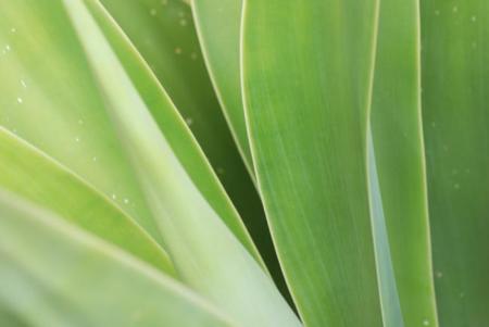 ¿Porqué incluir la miel de agave en tu vida?
