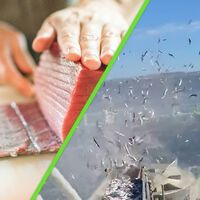 La impactante imagen de la "industrialización" del mar: miles de sardinas azules destazadas en una jaula llena de atunes 