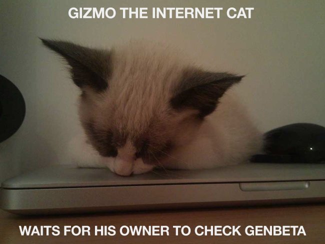 internet cat