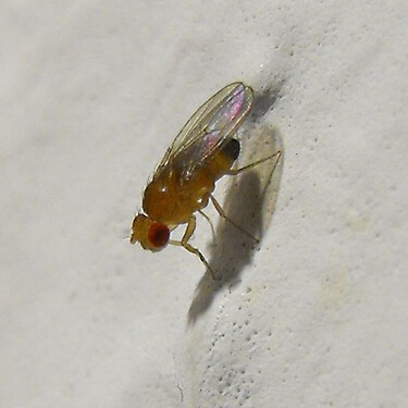 No más moscas de la fruta en la cocina con el truco fácil y sin químicos más natural que existe