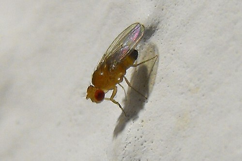 Drosophila Melanogaster 2 007