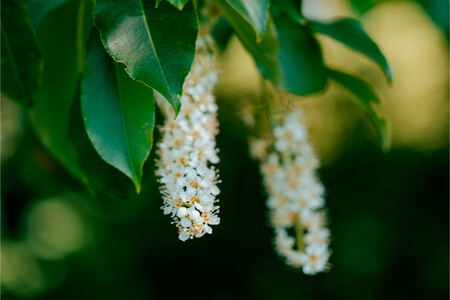 Laurel