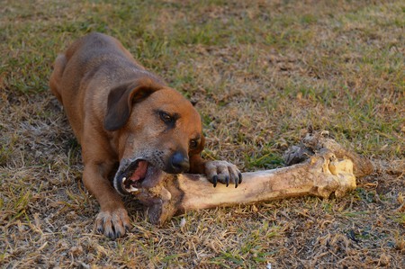 Alimentacion Natural Etiqueta Mascotas 1