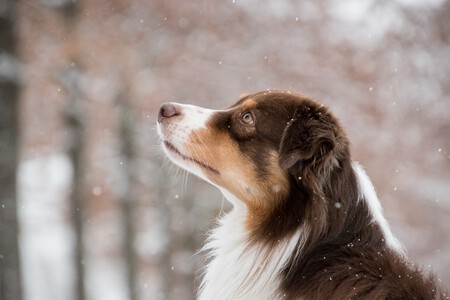 Australian Shepherd 5902421 1280