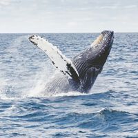 Um estudo americano demonstra que os humanos poderiam viver até 200 anos se o método proposto por eles fosse aplicado: o DNA de baleia 