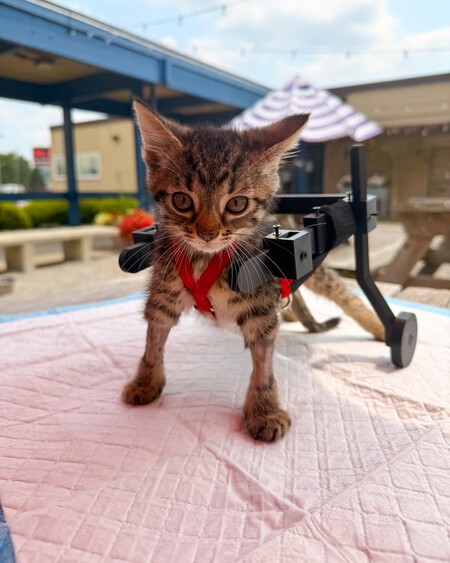 Gelato Has New Wheels Thanks To Everyone Who Liked Shared And Helped S