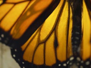 El efecto mariposa y el fútbol