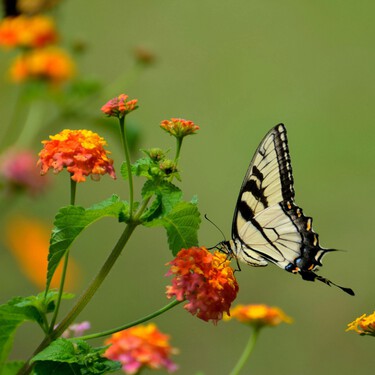 La planta perfecta para los que no tienen mano con las flores: es bonita y florece casi todo el año